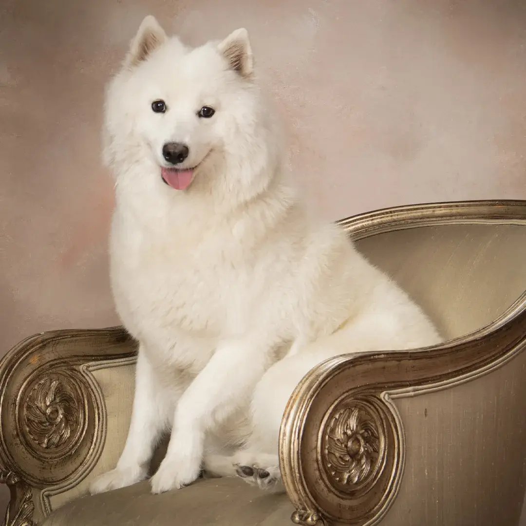 Pets photographed by Bluebird Portraits
