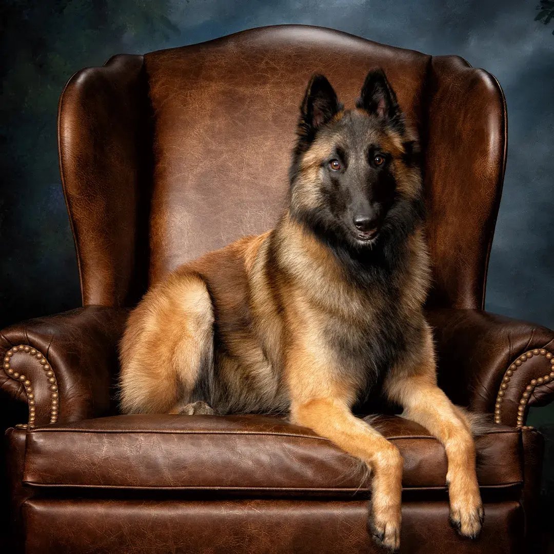 Pets photographed by Bluebird Portraits