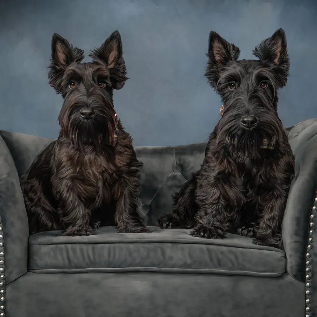 Pets photographed by Bluebird Portraits