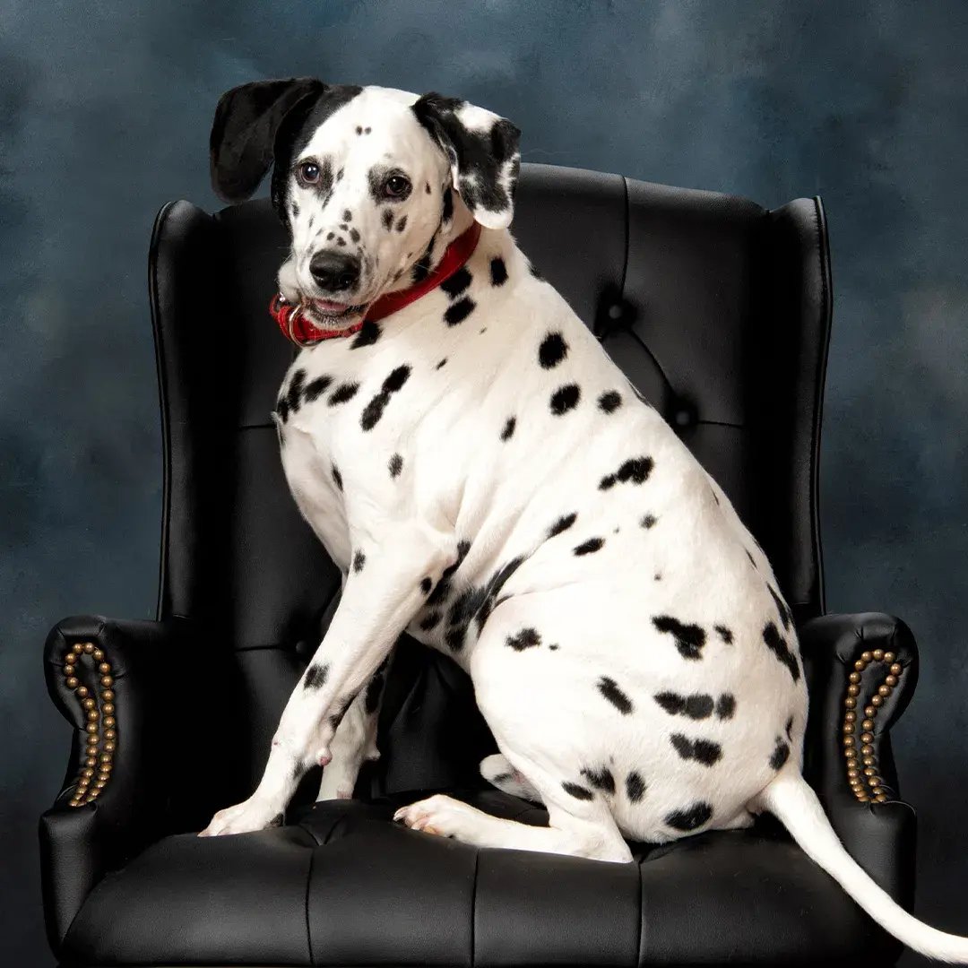 Pets photographed by Bluebird Portraits